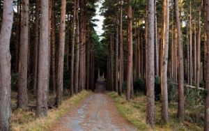 A purpose is like a path--it shows you where to go.