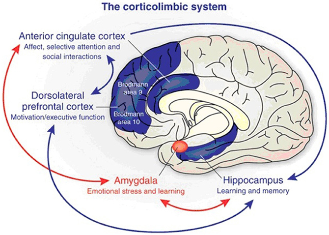 corticolimbic system
