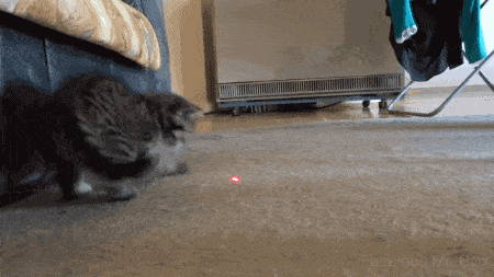 cat-laser