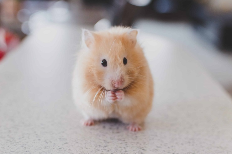 networking-for-introverts-hamster