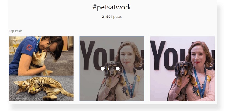 how to use hashtags on instagram example by Purina