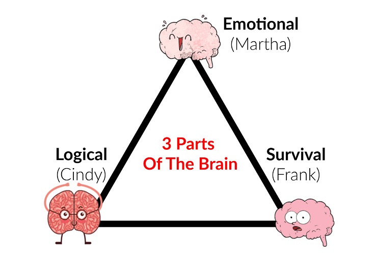 3 parts of brain